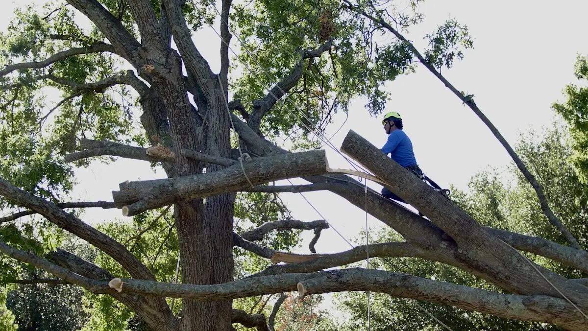 Professional Crown Thinning performed by certified arborists in Summit Hill
